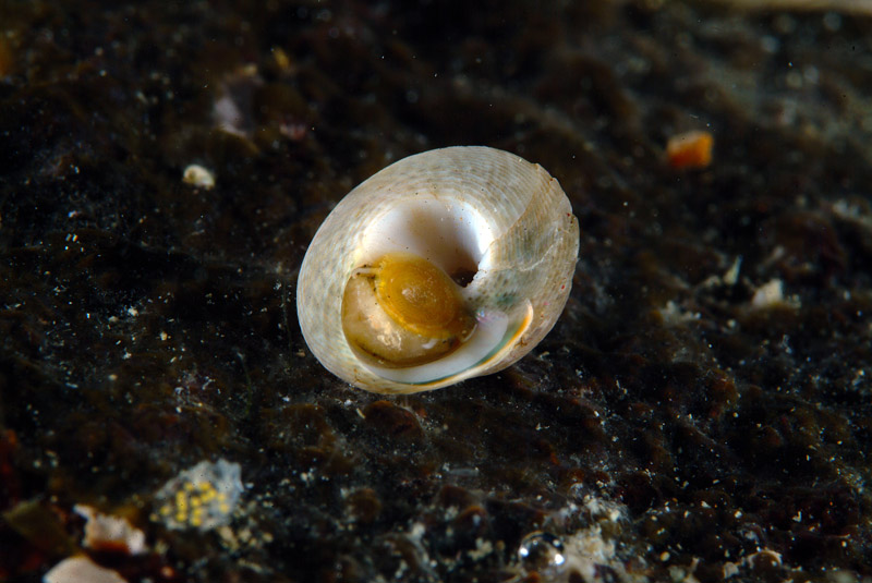 Gibbula varia